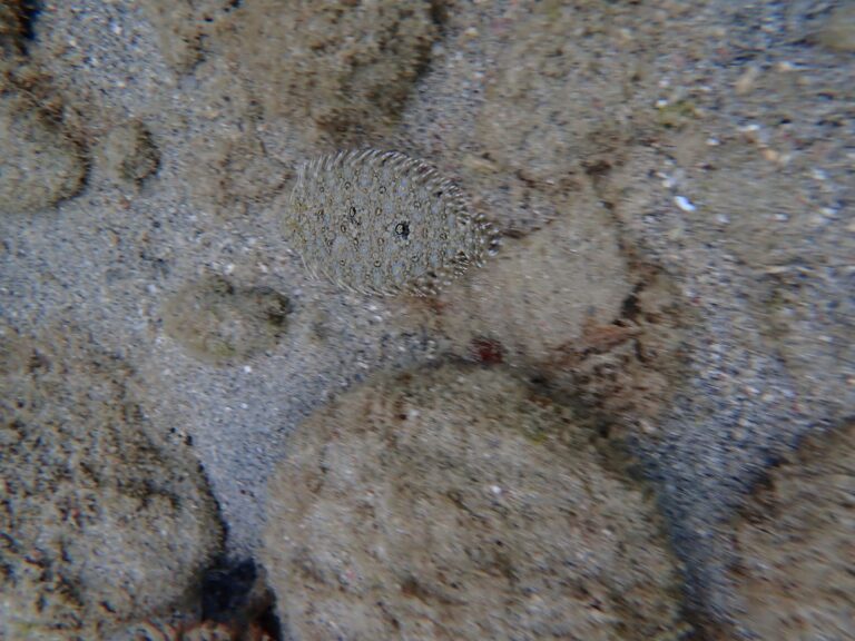 Pain de Sucre - Flounder