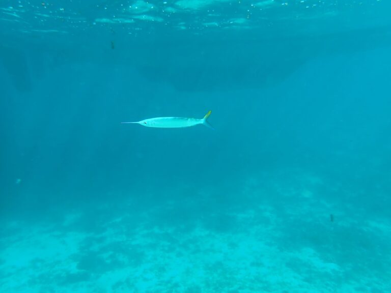 Petite Terre - Ballyhoo