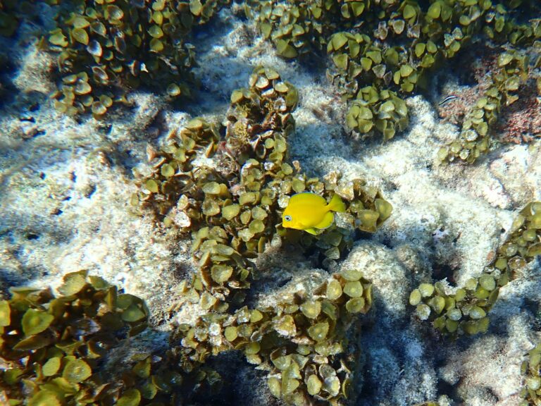 Petite Terre - Blue Tang, Juvenile