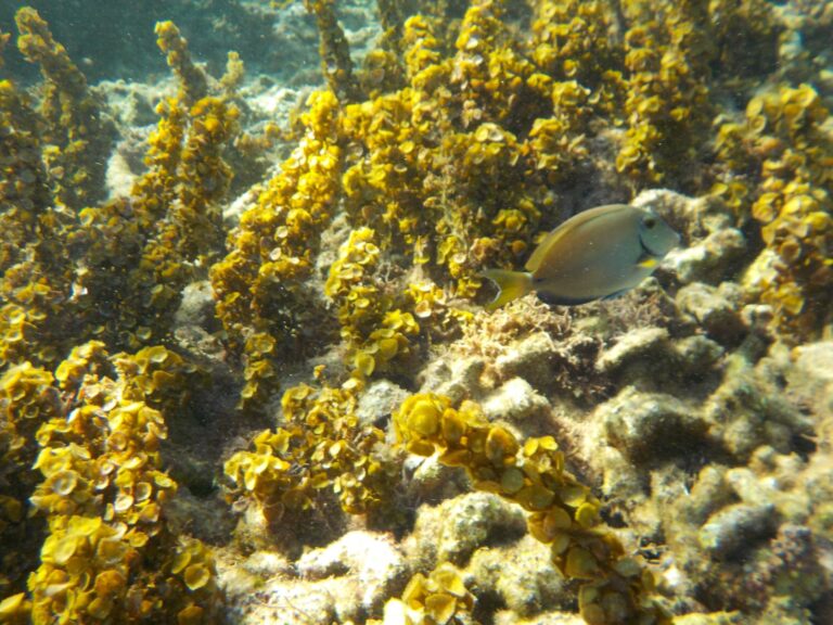 Petite Terre - Doctorfish Tang