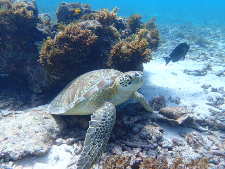 Petite Terre - Green Turtle