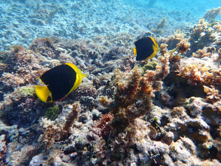 Petite Terre - Rock Beauties
