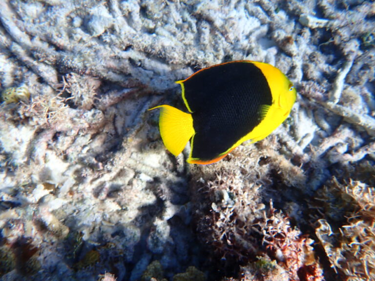 Petite Terre - Rock Beauty