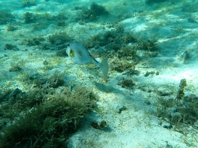 Petite Terre - Smooth Trunkfish