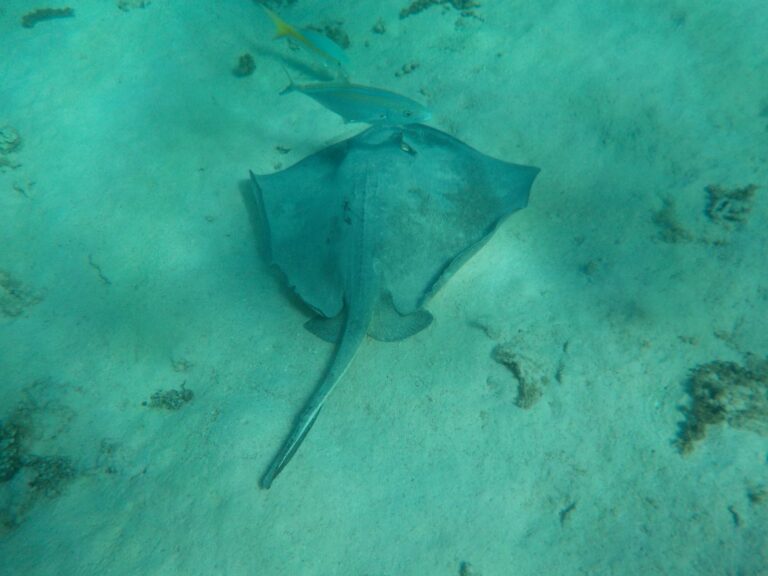 Petite Terre - Southern Stingray