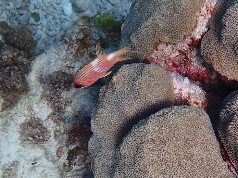 Petite Terre - Squirrelfish (2)