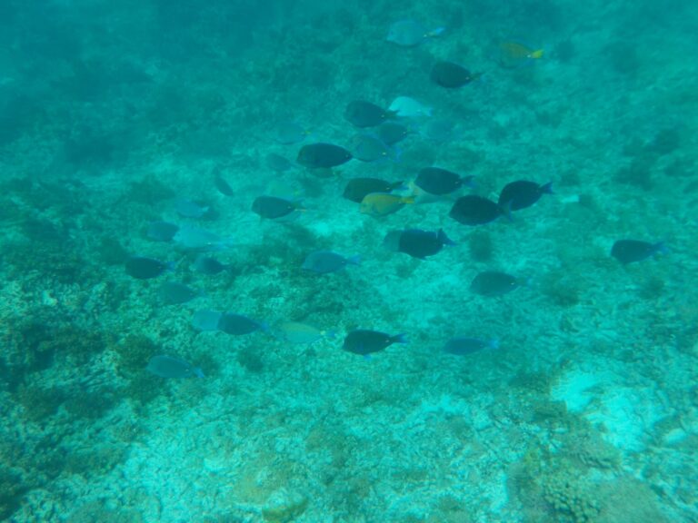 Petite Terre - Stime af Blue Tang