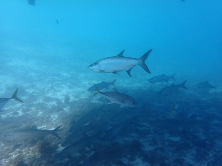 Petite Terre - Tarpons