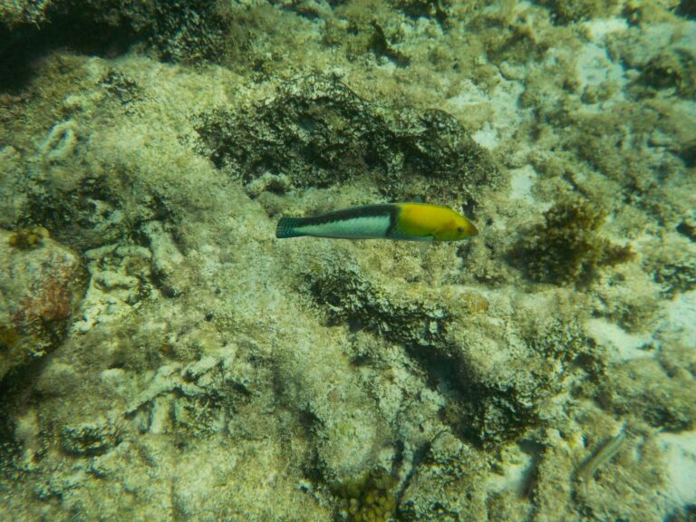 Petite Terre - Yellowhead Wrasse