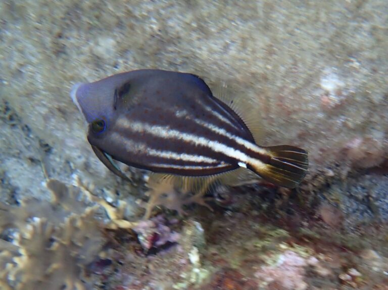 Plage de Malendure - Orangespottet Filefish