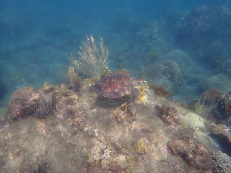 Underwater Landscape og Hawksbill Turtle, Plage de Malendure